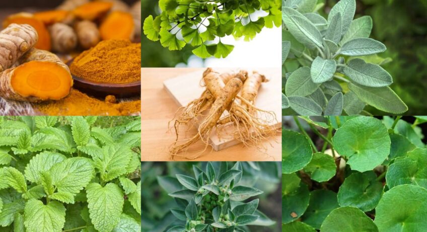 tanaman herbal alamin dan halal